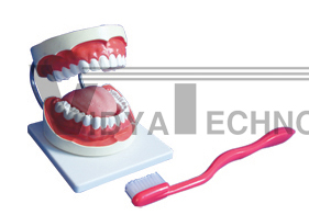 The model of teeth care